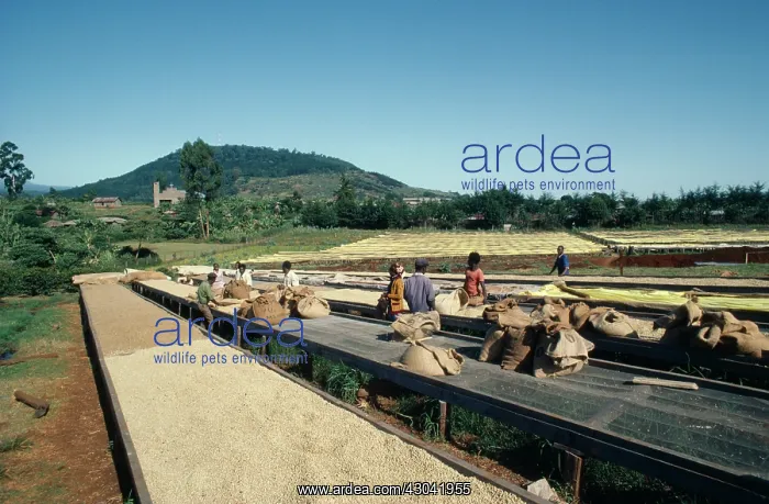 : Coffee, Coffea arabica : Coffee, Coffea arabica