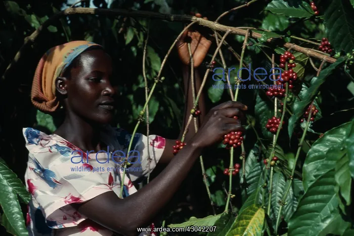 : Coffee, Coffea arabica : Coffee, Coffea arabica