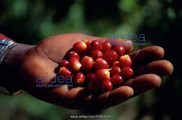  : Coffee, Coffea arabica, Cropped shot of hand holding ripe coffee beans