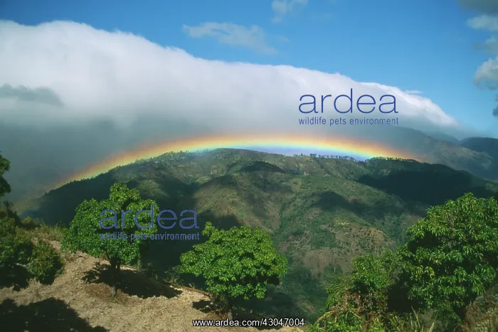 : Coffee, Coffea arabica : Coffee, Coffea arabica