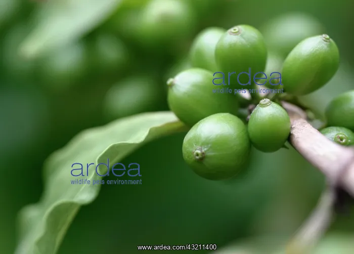 : Coffee, Coffea arabica : Coffee, Coffea arabica