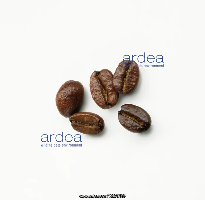 : Coffee, Coffea arabica : Coffee, Coffea arabica