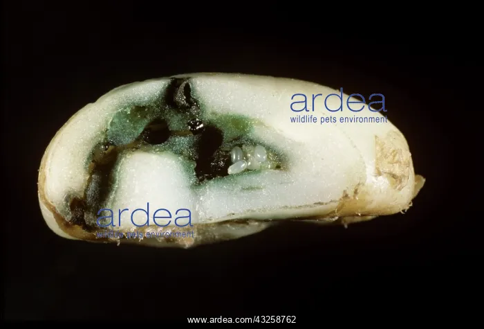 : Coffee bean damage by Coffee Berry Borer : Coffee bean damage by Coffee Berry Borer
