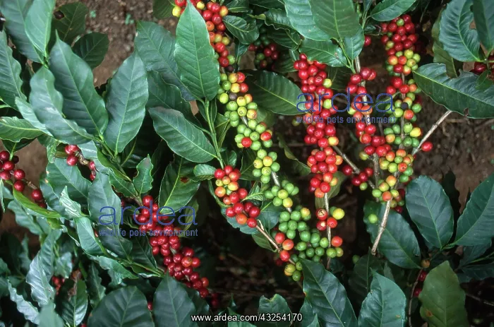 : Coffee Beans : Coffee Beans