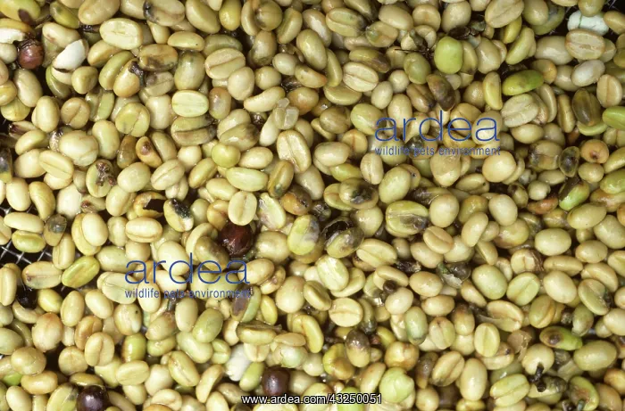 : Coffee beans damaged by Borer Beetle : Coffee beans damaged by Borer Beetle