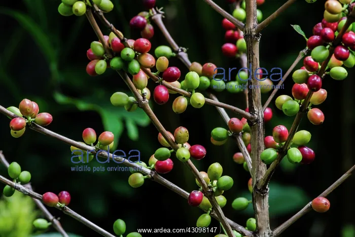 : Coffee Beans Ripening : Coffee Beans Ripening