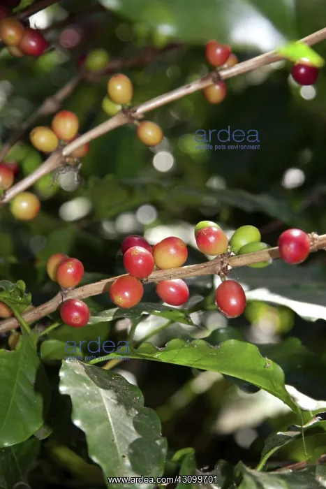 : Coffee Berries : Coffee Berries