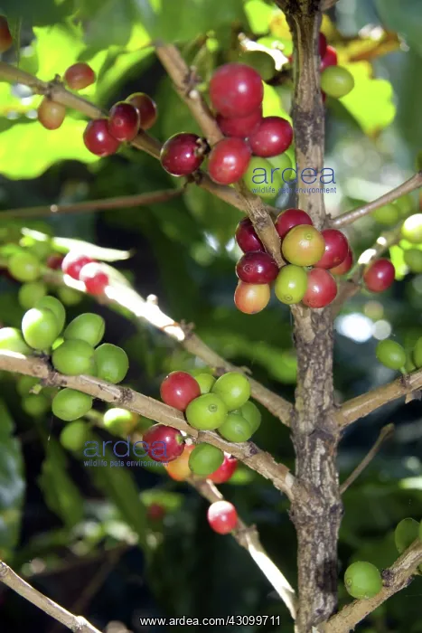 : Coffee Berries : Coffee Berries