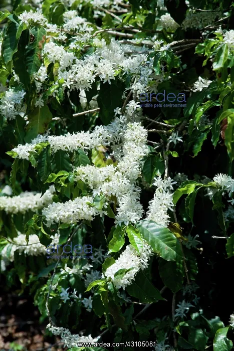  : Coffee in Bloom