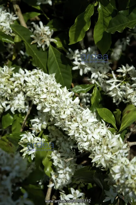 : Coffee blossoms : Coffee blossoms