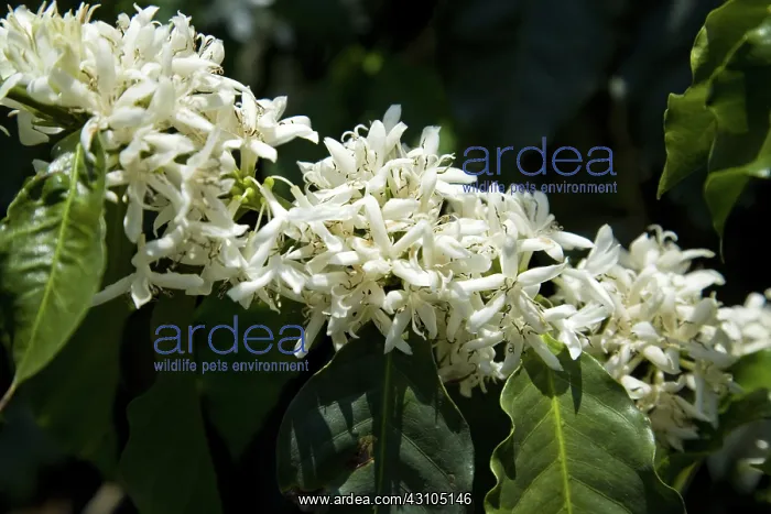 : Coffee blossoms : Coffee blossoms