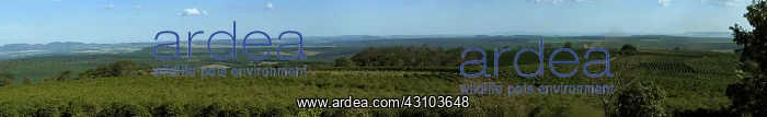  : Coffee in Brazil