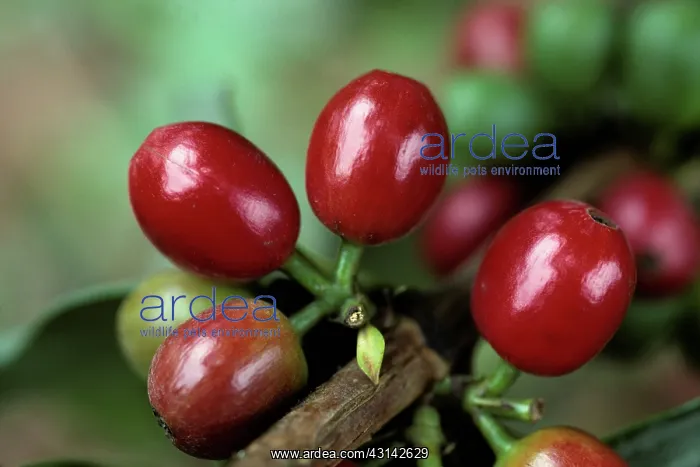 : Coffee cherries : Coffee cherries