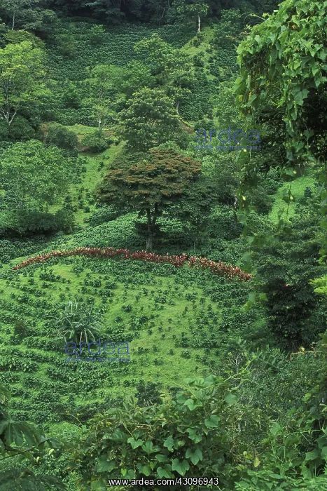 : Coffee Fields : Coffee Fields