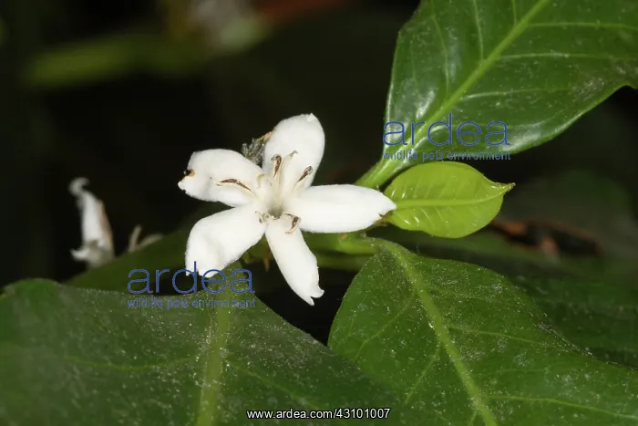 : Coffee Flower : Coffee Flower
