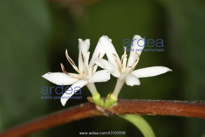 : Coffee Flowers : Coffee Flowers