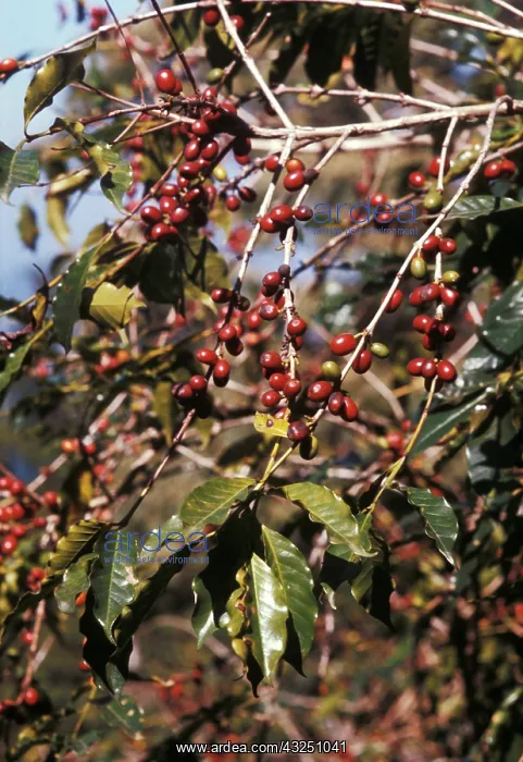 : Coffee fruits : Coffee fruits