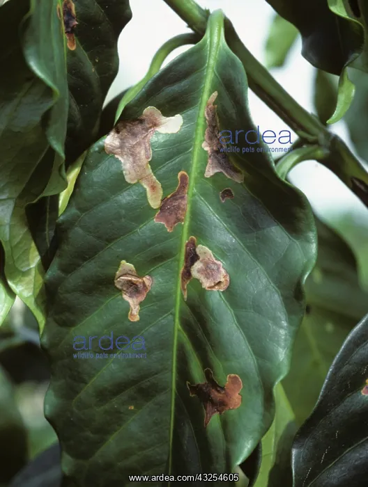 : Coffee Leaf Miner damage to Coffee leaf : Coffee Leaf Miner damage to Coffee leaf