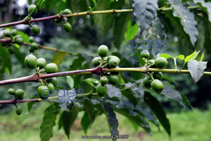 : Coffee Plant : Coffee Plant