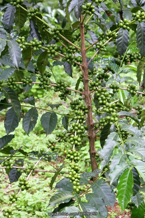 : Coffee Plant - with berries : Coffee Plant - with berries