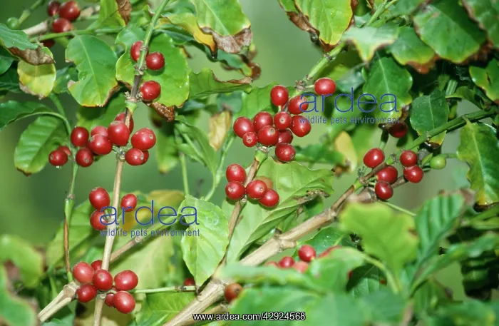 : Coffee Plant - with berries getting ripe. Originally : Coffee Plant - with berries getting ripe. Originally