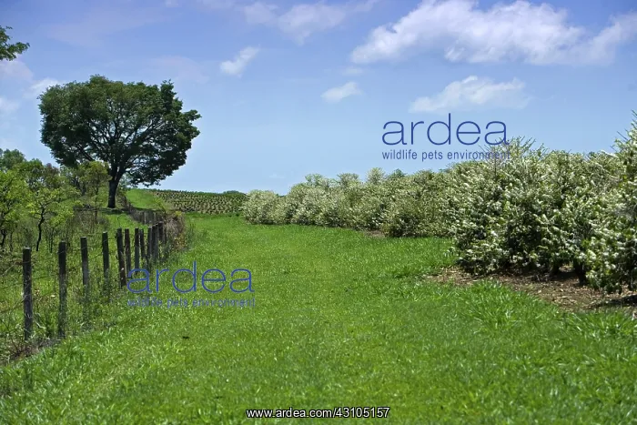 : Coffee Plantation : Coffee Plantation