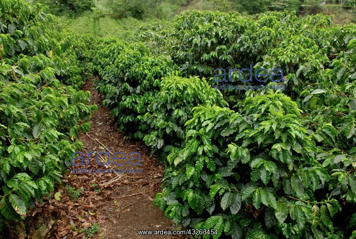 : Coffee Plantation, Costa Rica : Coffee Plantation, Costa Rica