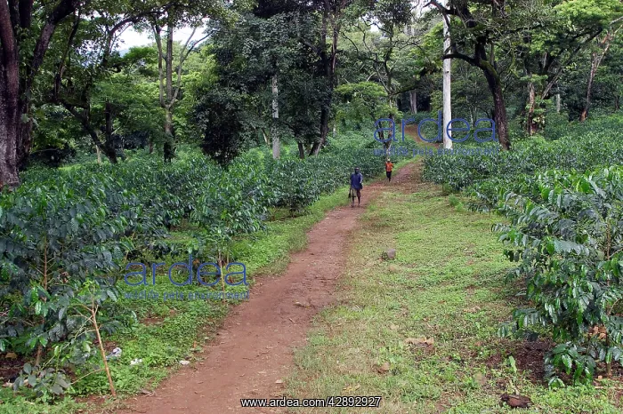  : Coffee Plants
