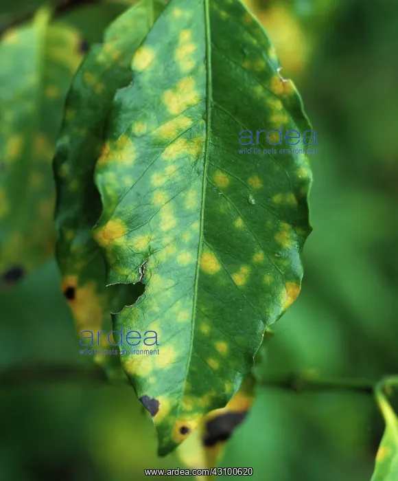 : Coffee rust (Hemileia vastatrix) : Coffee rust (Hemileia vastatrix)