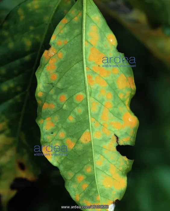 : Coffee rust (Hemileia vastatrix) : Coffee rust (Hemileia vastatrix)
