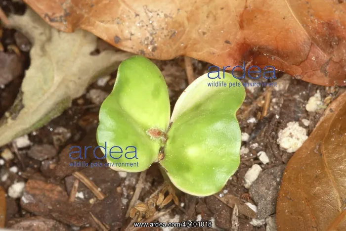 : Coffee Seedling : Coffee Seedling