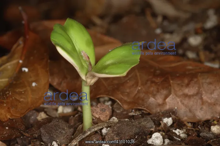 : Coffee Seedling : Coffee Seedling