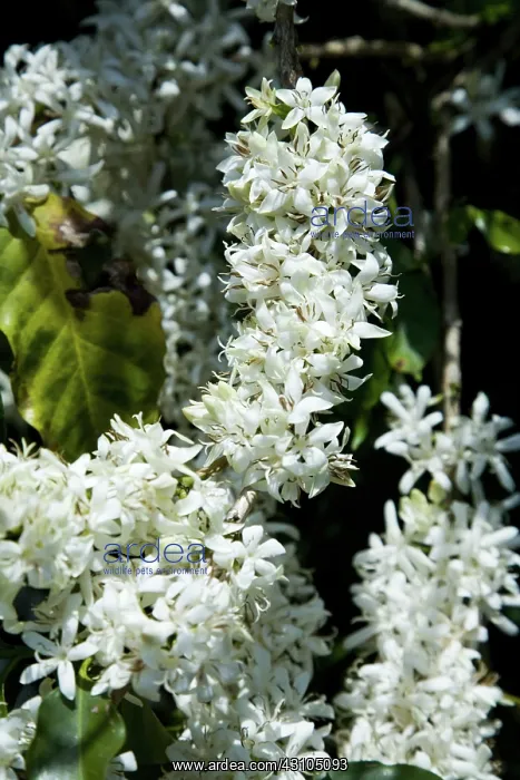 : Coffee Tree Blossoms : Coffee Tree Blossoms