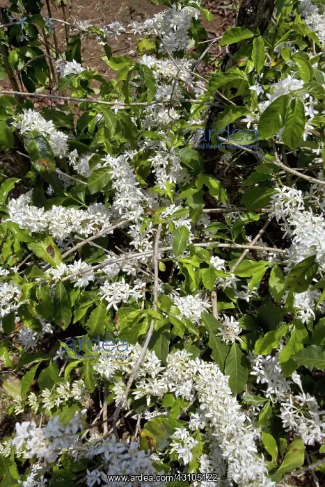 : Coffee Tree Blossoms : Coffee Tree Blossoms