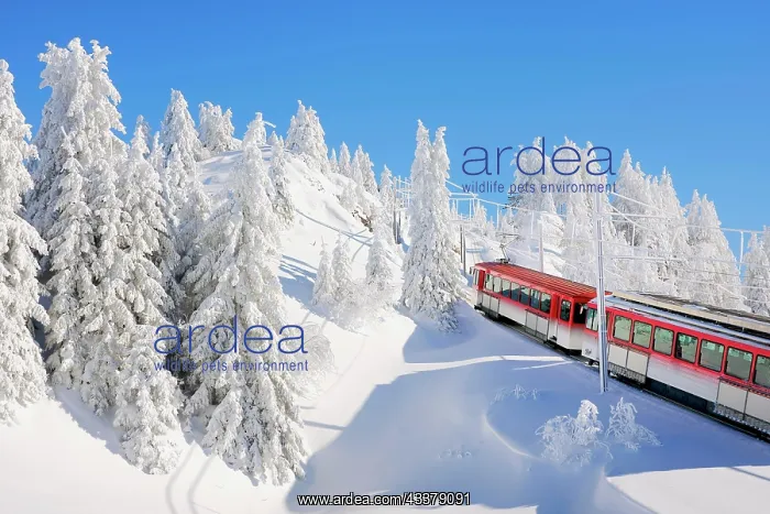 : Cogwheel railway rides through snow-covered forest : Cogwheel railway rides through snow-covered forest