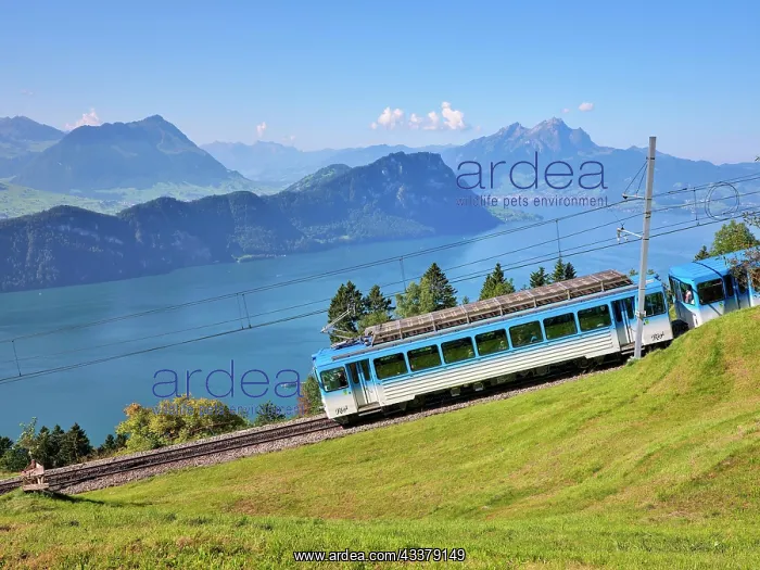 : Cogwheel railway up the Rigi, behind Lake Lucerne : Cogwheel railway up the Rigi, behind Lake Lucerne