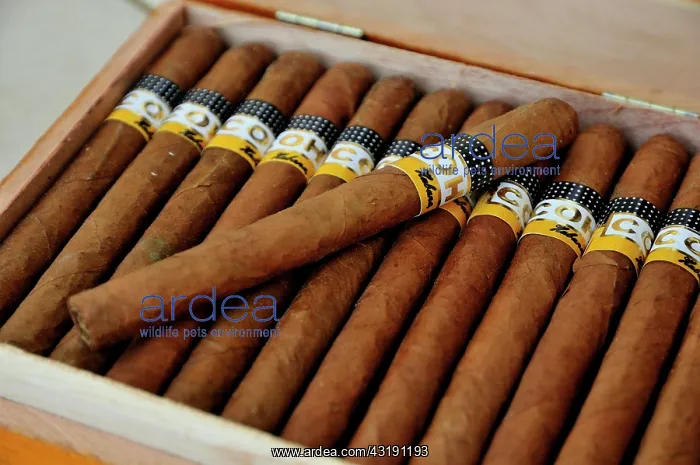  : Cohiba cigars in a tobacco shop in Havana, Cuba