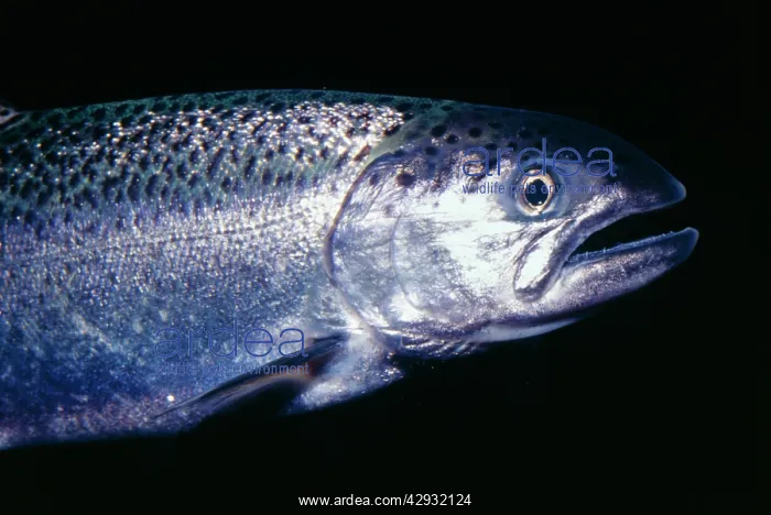 : Coho / Silver Salmon : Coho / Silver Salmon