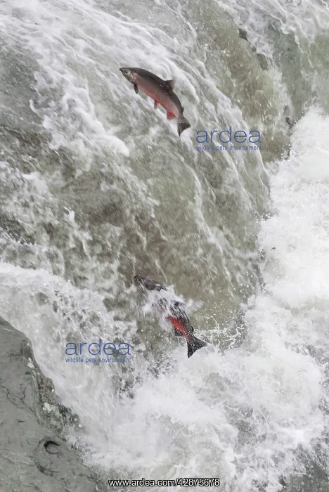 : Coho / Silver Salmon - attempting to jump falls : Coho / Silver Salmon - attempting to jump falls