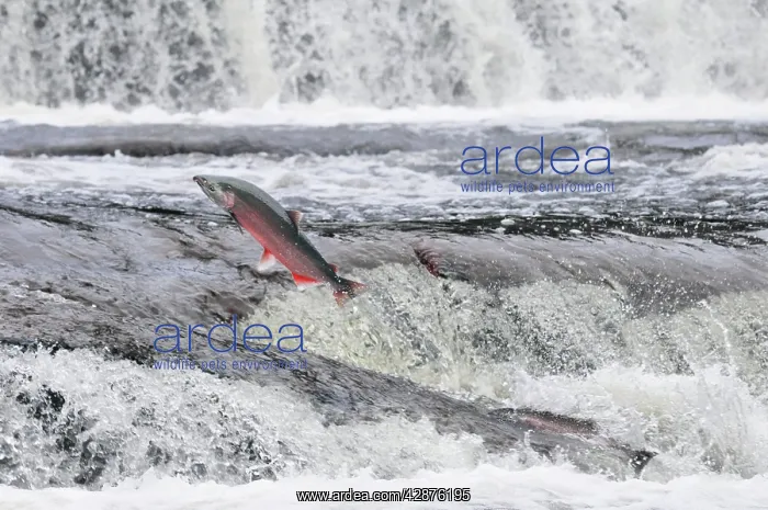: Coho / Silver Salmon - jumping small falls while : Coho / Silver Salmon - jumping small falls while