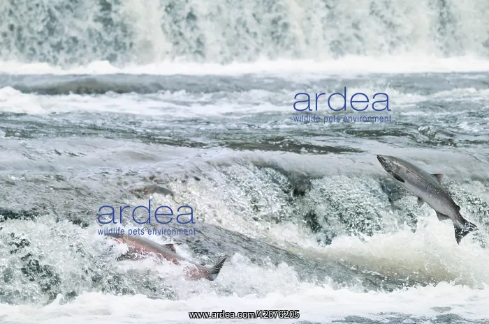 : Coho / Silver Salmon - jumping small falls while : Coho / Silver Salmon - jumping small falls while
