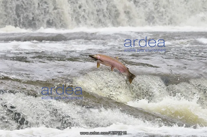 : Coho / Silver Salmon - jumping small falls while : Coho / Silver Salmon - jumping small falls while