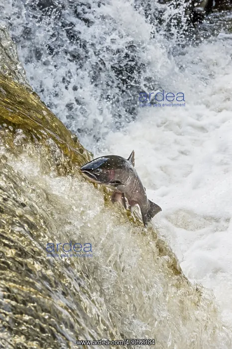 : Coho or silver salmon (Oncorhynchus kisutch) during : Coho or silver salmon (Oncorhynchus kisutch) during