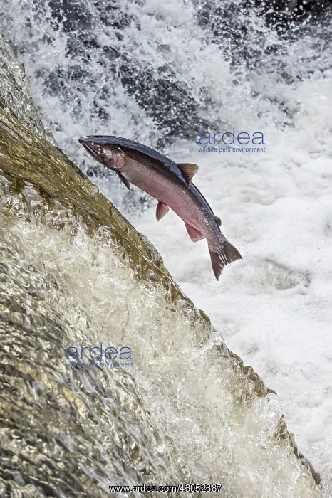  : Coho or silver salmon (Oncorhynchus kisutch) during