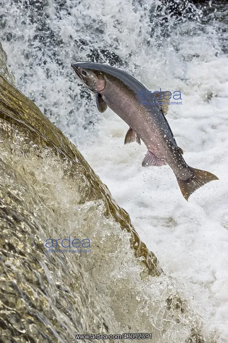 : Coho or silver salmon (Oncorhynchus kisutch) during : Coho or silver salmon (Oncorhynchus kisutch) during