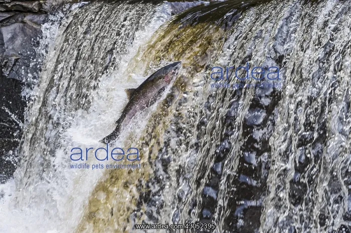 : Coho or silver salmon (Oncorhynchus kisutch) during : Coho or silver salmon (Oncorhynchus kisutch) during