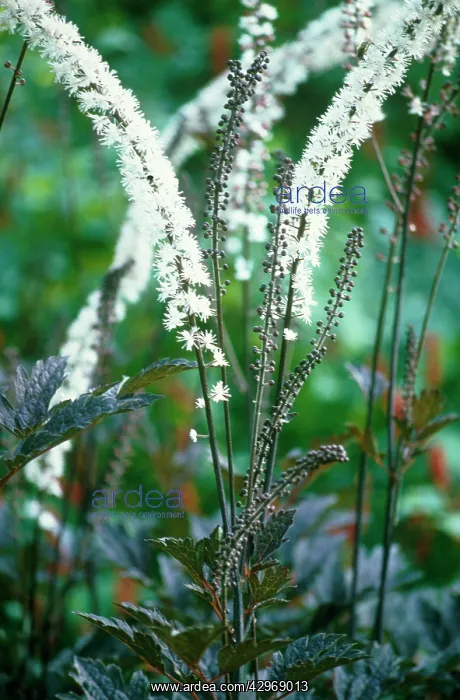 : Cohosh, Bugbane, Cimicifuga simplex Brunette : Cohosh, Bugbane, Cimicifuga simplex Brunette