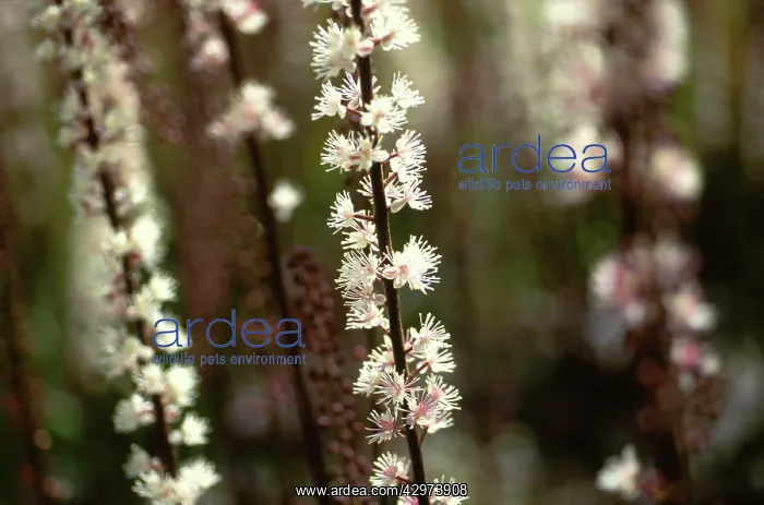 : Cohosh, Bugbane, Cimicifuga simplex Brunette : Cohosh, Bugbane, Cimicifuga simplex Brunette