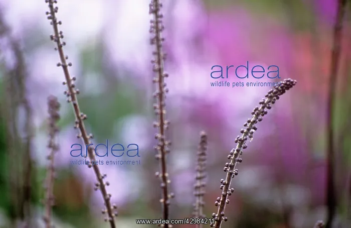 : Cohosh, Bugbane, Cimicifuga simplex Brunette : Cohosh, Bugbane, Cimicifuga simplex Brunette