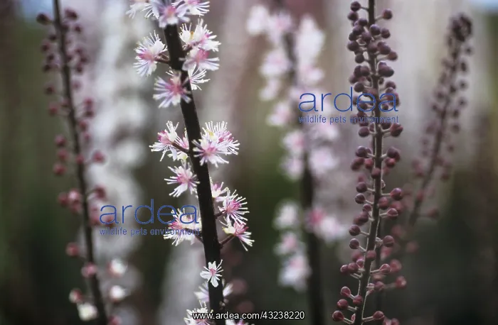  : Cohosh, Bugbane, Cimicifuga simplex Brunette